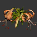 Orange Spotted Tiger Lily Plant with Green Leaves and Stem on Gray Background
