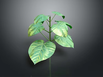 Vibrant Green Leafy Plant With Large Leaves Stem On Dark Background Clear Subject 3d model