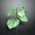 Vibrant Green Leafy Plant With Large Leaves Stem On Dark Background Clear Subject