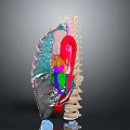 Colorful 3D Anatomical Model Of Limb Organs Featuring Muscles And Skeletal Structures