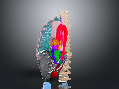 Colorful 3D Anatomical Model Of Limb Organs Featuring Muscles And Skeletal Structures 3d model