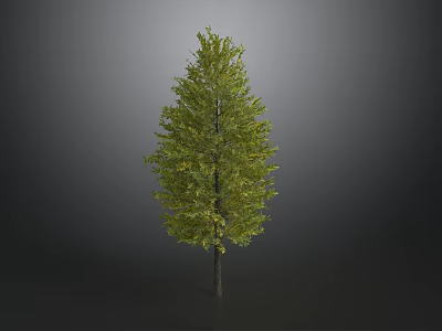 Tall Isolated Tree with Green Leaves and Dark Trunk on Gray Background 3d model