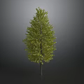 Tall Isolated Tree with Green Leaves and Dark Trunk on Gray Background