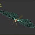 Beautiful Transparent Winged Insect With Red Edges And Reflective Surface