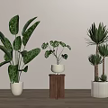 Indoor Potted Plants With Various Leaf Types In White Pots And Wooden Stand