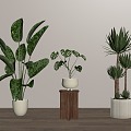 Home plant potted plant green plant bonsai 3d model