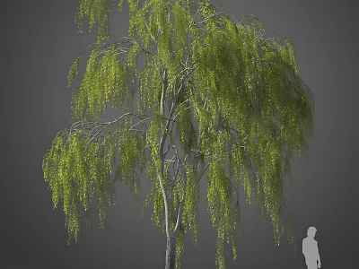 Weeping Willow Tree With Green Hanging Branches Slender Trunk And Human Figure For Scale 3d model