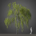 Weeping Willow Tree With Green Hanging Branches Slender Trunk And Human Figure For Scale 3d model