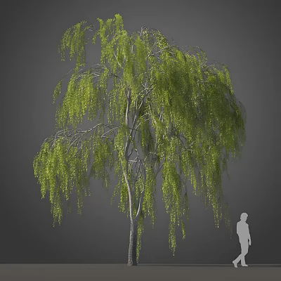 Weeping Willow Tree With Green Hanging Branches Slender Trunk And Human Figure For Scale 3d model