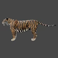 Realistic Tiger 3D Model Featuring Striped Fur And Standing Posture 3d model
