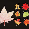 Colorful Maple Leaf Ornaments with White Yellow Orange Red Green Tones on Black Background