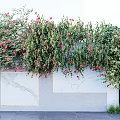 Climbing Vines With Red Flowers Covering Gray Wall Marble Panels And Metal Gate