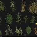 Crop Plants Collection Featuring Corn And Herbs In Various Growth Stages With Green Yellow Leaves