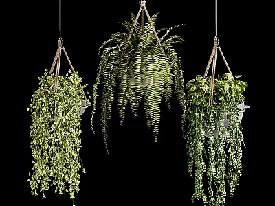 Lush Green Hanging Basket Plants With Trailing Leaves And Suspended Design 3d model