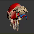 Detailed 3D Anatomical Model of Human Eye Showing Cornea Retina and Optic Structures