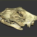 Animal Skull Skeletal Organ With Detailed Bone Structure And Natural Texture