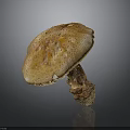 Brown Mushroom With Spotted Cap And Thick Stem On Gray Background