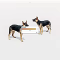 Two Playful German Shepherds Standing And Interacting On White Background
