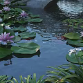 Beautiful Pink Water Lilies and Green Lotus Leaves Floating on Pond Surface with Reflections