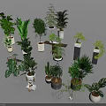 Diverse Indoor Potted Plants and Bonsai in Stylish Pots for Home Decoration