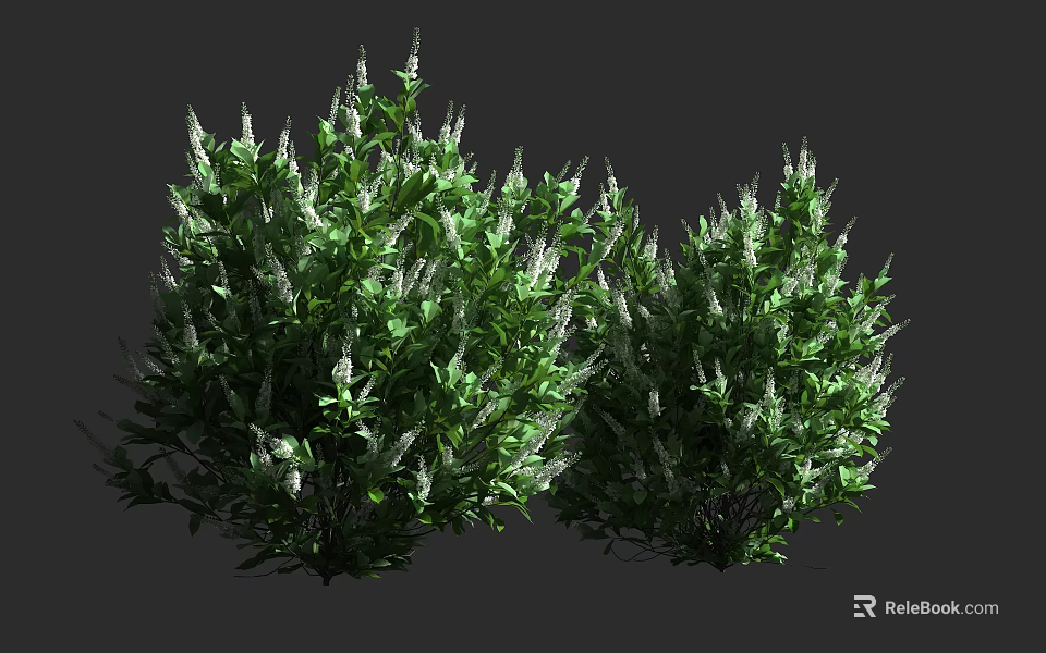 Lush Green Shrubs With Dense Foliage And White Flower Spikes 3d model 