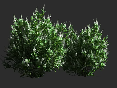 Lush Green Shrubs With Dense Foliage And White Flower Spikes 3d model