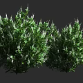 Lush Green Shrubs With Dense Foliage And White Flower Spikes