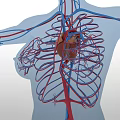 Medical Anatomical Model Displaying Human Cardiovascular System With Heart And Blood Vessels In Standing Position