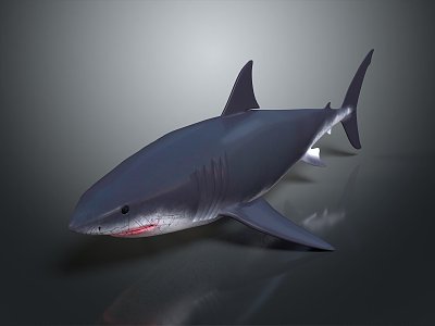 shark great white shark whale shark hammerhead shark tiger head shark man-eating shark blue shark coral red coral white coral 3d model