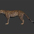 Realistic Leopard With Spotted Fur Standing On Shiny Surface Against Dark Background 3d model