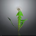 Vibrant Dandelion with Green Leaves and White Fluffy Seed Head on Dark Background with Reflection