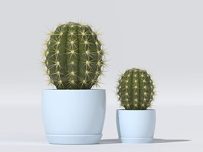 Two Green Succulent Cactus Potted Plants in Light Blue Pots for Home Decoration 3d model