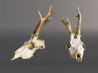 Decorative Deer Skulls With Natural Antlers For Home 3d model