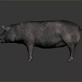 Realistic Dark Colored Pig 3D Model With Textured Skin On Gray Gradient 3d model
