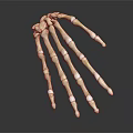 Realistic Skeleton Hand Model With Detailed Bone Structure On Dark Background 3d model