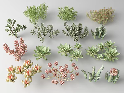 Indoor Colorful Succulent Plants Collection With Various Species And Vibrant Foliage 3d model