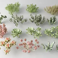 Indoor Colorful Succulent Plants Collection With Various Species And Vibrant Foliage