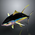 Vibrant Tuna Fish With Black Body Yellow Fins And Blue Stripes Appearance