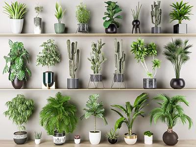 Different Types Of Potted Plants Including Cactus And Foliage In Modern Planters On Shelf 3d model