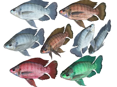 Colorful Aquatic Fish In Various Colors Including Red Green Silver And Brown 3d model