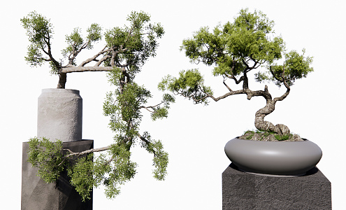 Modern Bonsai Plant 3d model