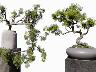 Modern Bonsai Plant 3d model