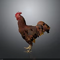 Red Rooster With Vibrant Feathers And Red Comb Standing On Dark Background