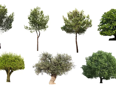 Diverse Arbor Tree Varieties Featuring Different Canopy Shapes and Foliage Types 3d model