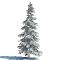 Tall Evergreen Pine Tree With Lush Green Needles And Straight Trunk