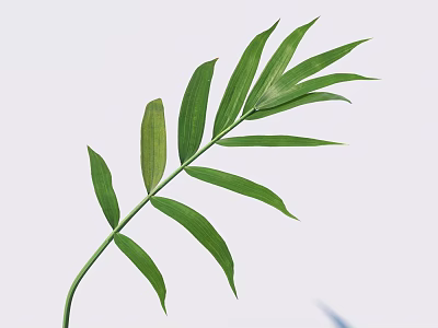 Green Plant Leaf With Slender Leaves Long Stem And White Background 3d model