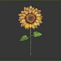 Bright Yellow Sunflower With Green Stem And Leaves On Dark Background