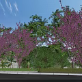 Beautiful Scenic Landscape With Purple Flowering Trees Lush Green Foliage And Clear Blue Sky