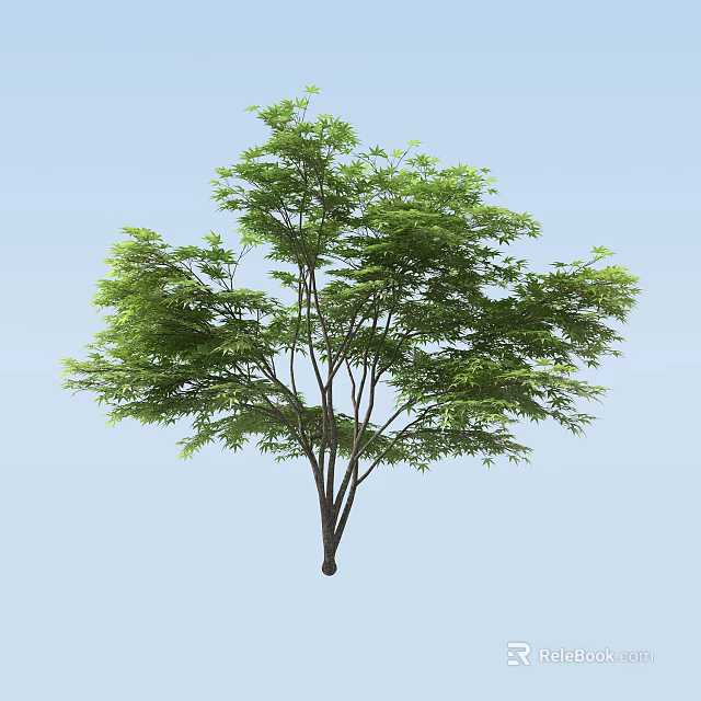 Lush Green Arbor With Slender Trunk And Foliage Against Light Blue Background 3d model 