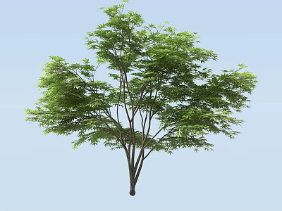 Lush Green Arbor With Slender Trunk And Foliage Against Light Blue Background 3d model
